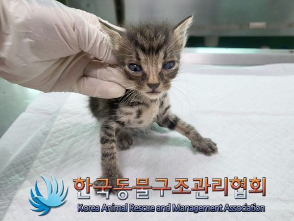 한국동물구조관리협회_441559202300914